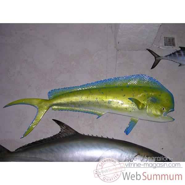 Trophee poisson des mers tropicales Cap Vert Coryphene -TR055