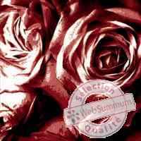 Cadre rosa rossa en aluminium effet humide 800 x 800 arteinmotion QUA-ALL0073