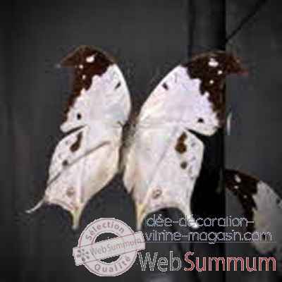 Globe de 9 papillons noirs et blancs Objet de Curiosite -IN054