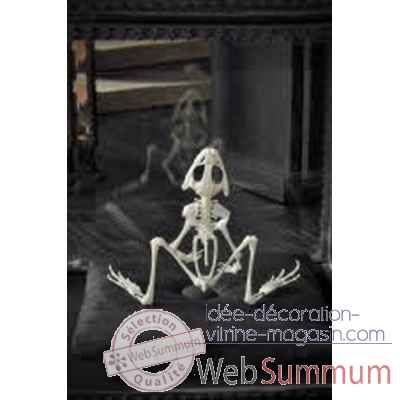 Squelette de grenouille Objet de Curiosite -AN191