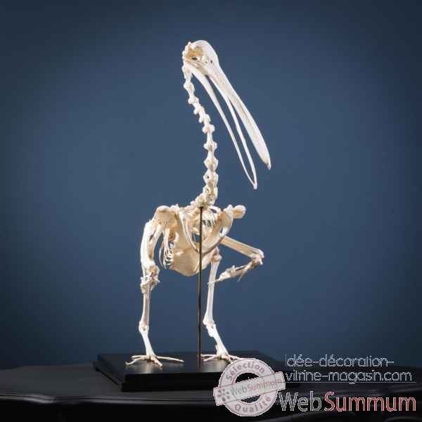 Squelette de pelican sur socle Objet de Curiosite -PU160