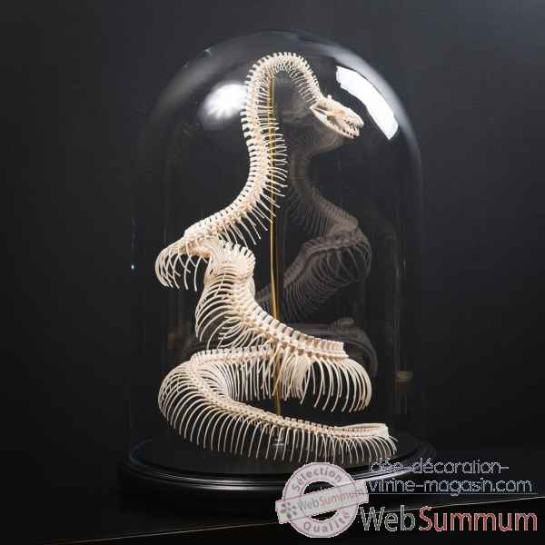 Squelette python curtus sous globe Objet de Curiosit -PU577-3