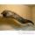 Trophe mammifre marin Cap Vert Murne -TR027