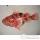 Trophe poisson des mers atlantique mditerrane et nord Cap Vert Rascasse -TR044