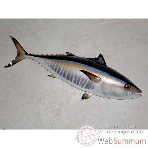 Trophee poisson des mers atlantique mediterranee et nord Cap Vert Thon rouge -TR049