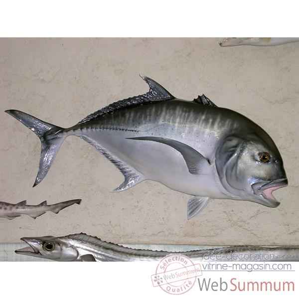 Trophee poisson des mers tropicales Cap Vert Carangue ignobilis -TR051