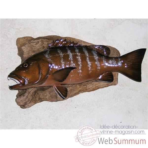 Trophee poisson des mers tropicales Cap Vert Carpe rouge -TR052